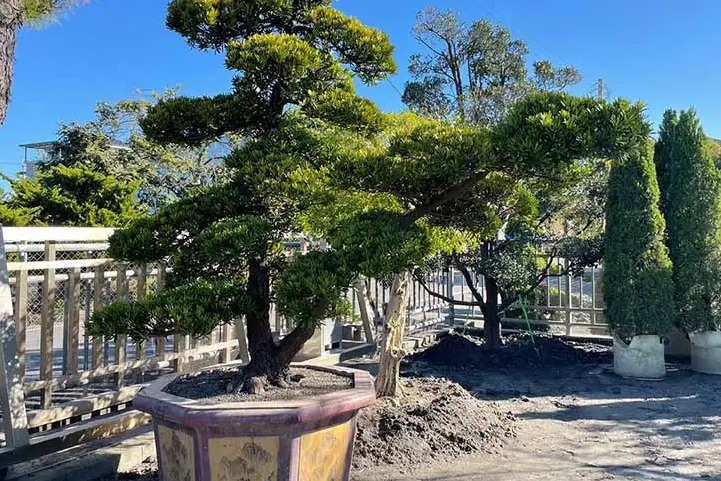 羅漢松修剪時間