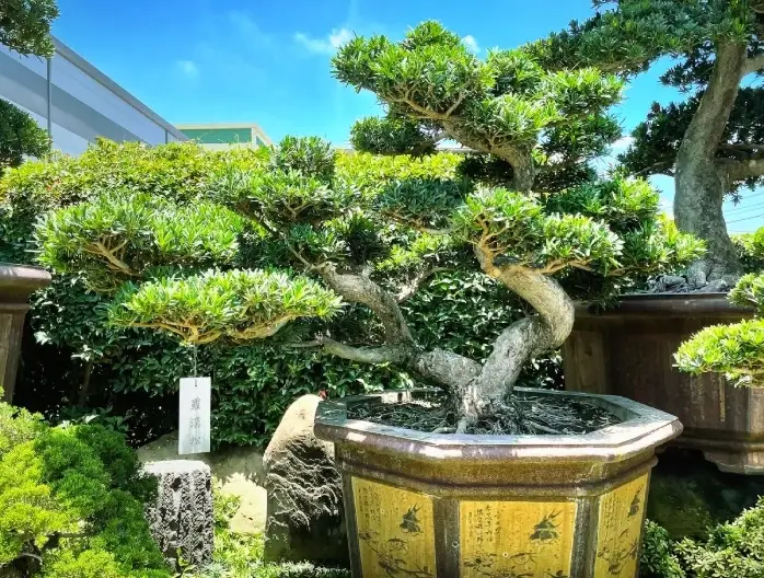 羅漢松造型修剪