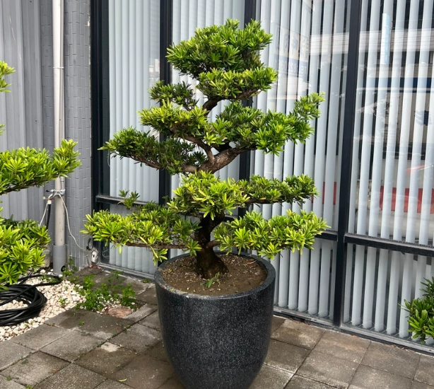 羅漢松修剪時間