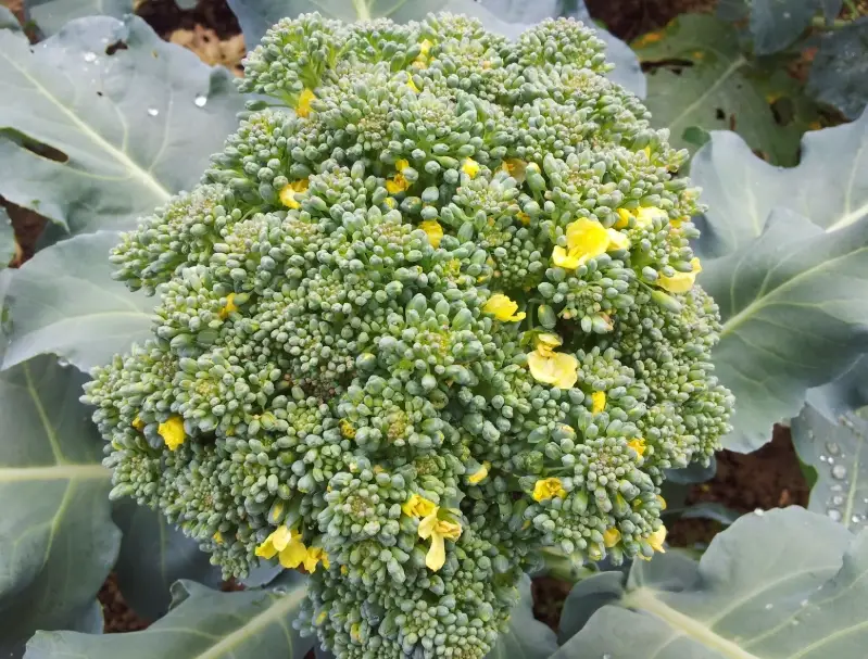 花椰菜開花處理