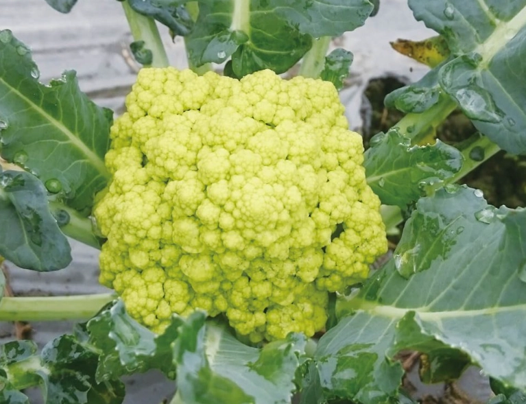 防止花椰菜開花