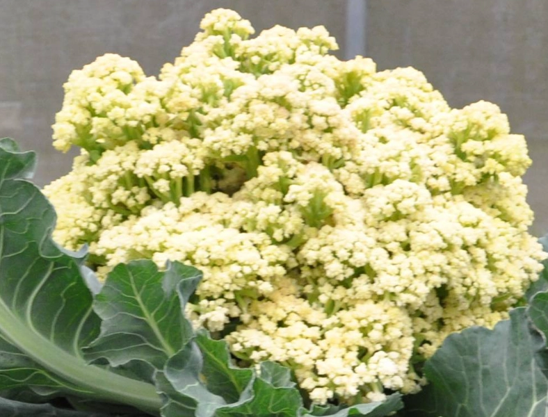 花椰菜食譜