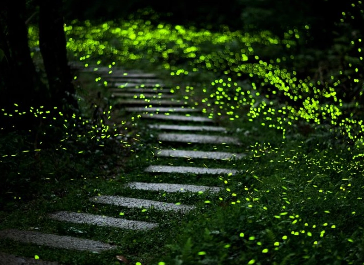 苗栗夜間生態旅遊