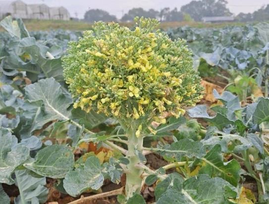 防止花椰菜開花