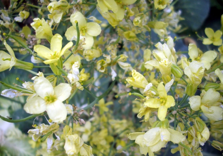 花椰菜食譜