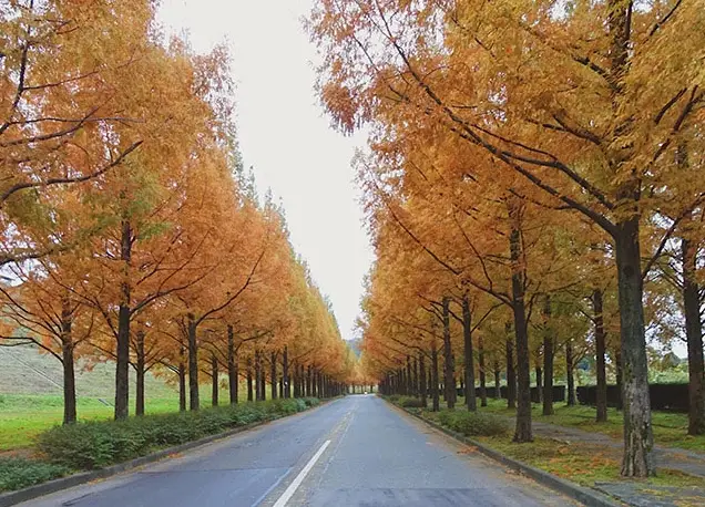 金澤紅葉季節