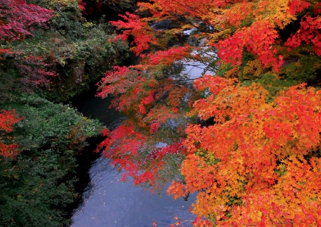 金澤紅葉