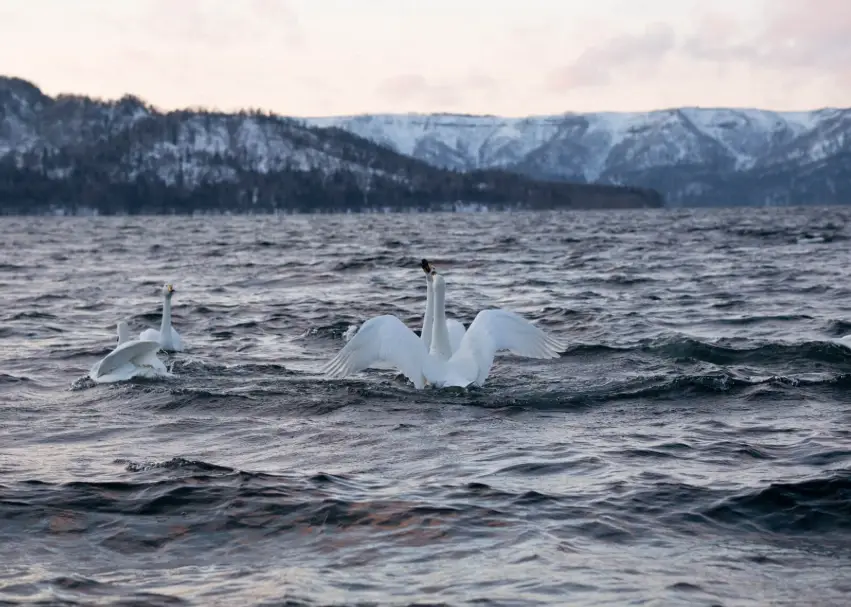 北海道旅遊攻略