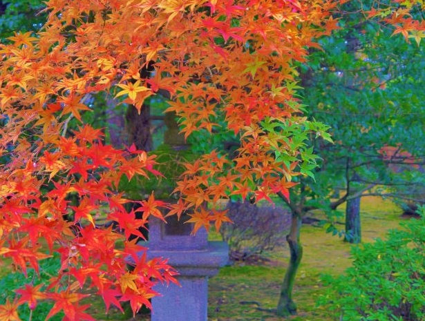 金澤紅葉