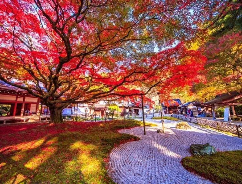 金澤紅葉季節