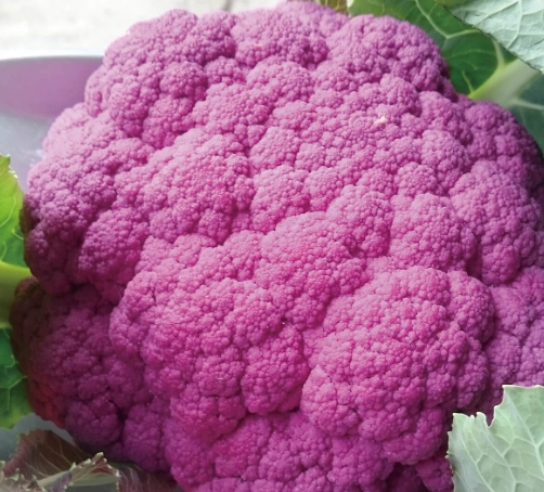 紫色花椰菜 營養 紫色花椰菜 營養