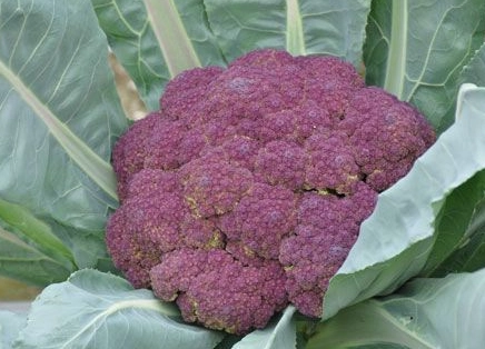 紫色花椰菜 營養 紫色花椰菜 營養