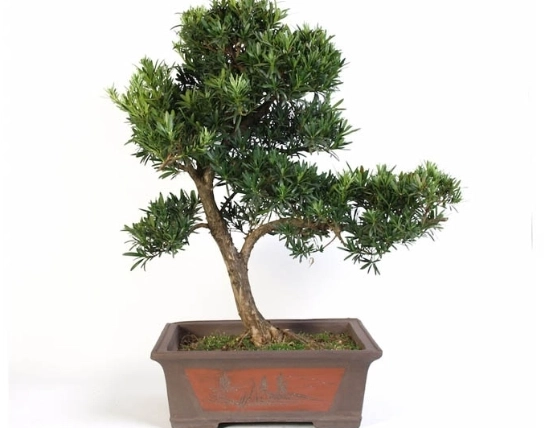 羅漢松盆栽照顧 羅漢松盆栽照顧