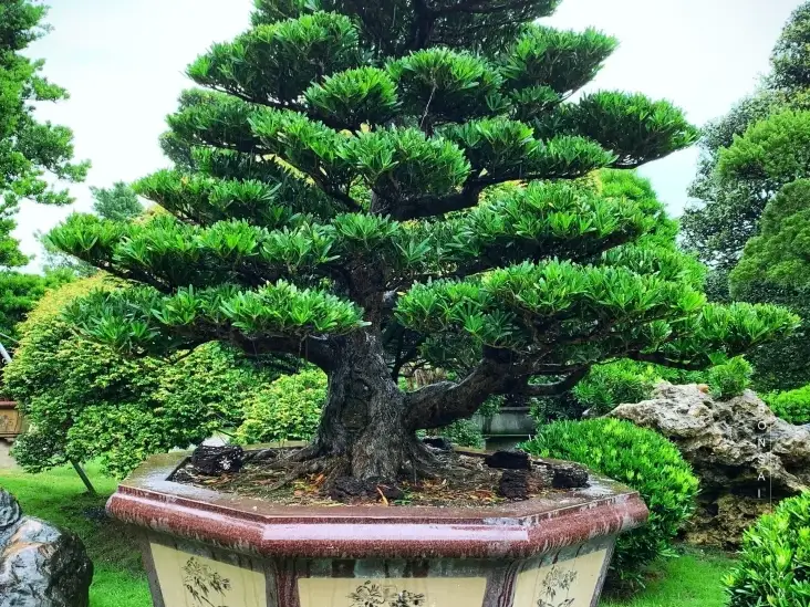 羅漢松盆栽照顧 羅漢松盆栽照顧