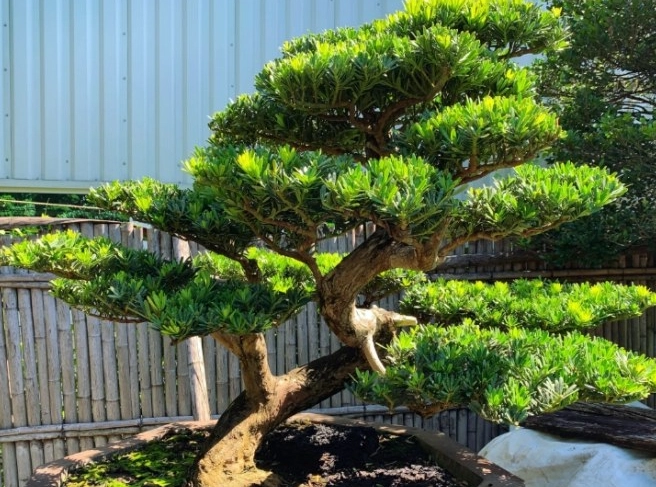 羅漢松修剪 羅漢松修剪