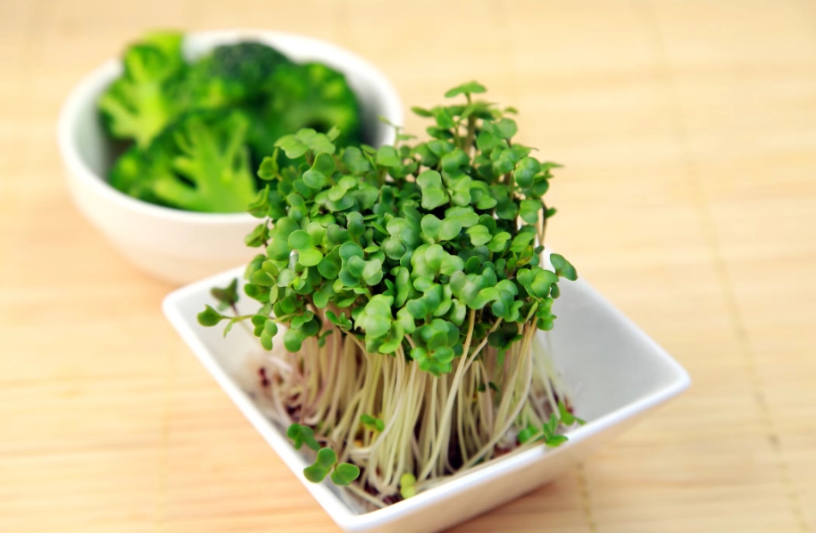 青花菜芽菜種植 青花菜芽菜種植