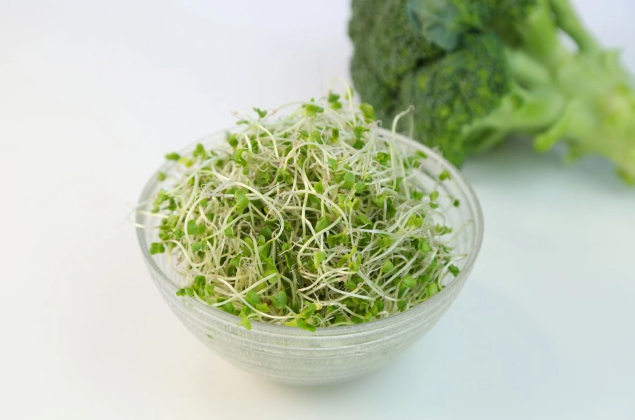 蘿蔔硫素 芽菜 蘿蔔硫素 芽菜