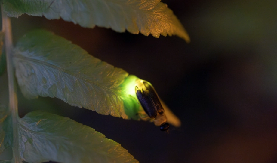 台北螢火蟲季 台北螢火蟲季