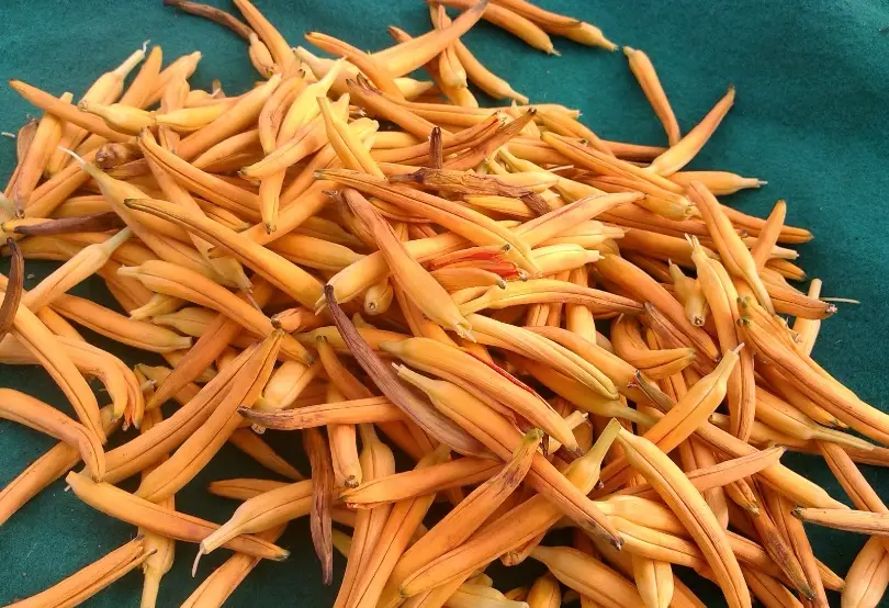 乾金針還能吃嗎