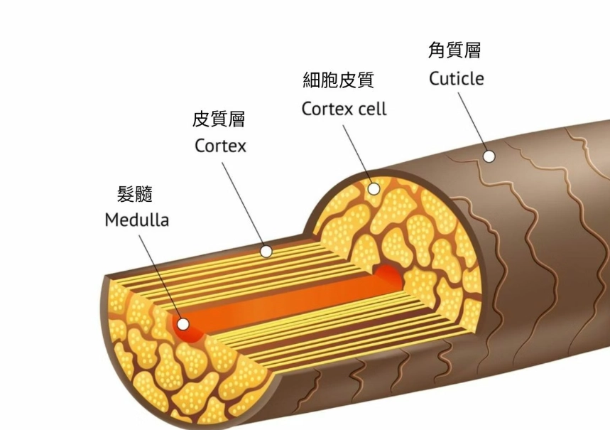 細軟髮變硬 細軟髮變硬