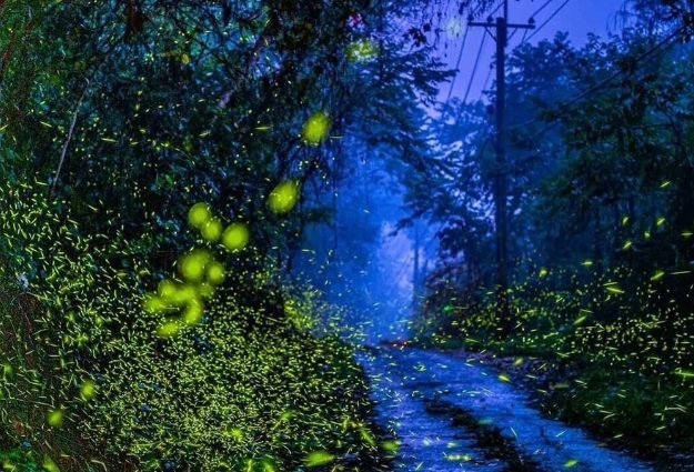 達卡努瓦賞螢步道