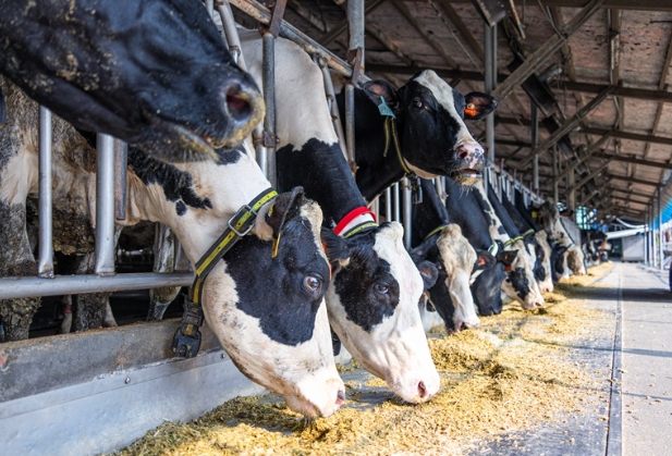 柳營觀光工廠DIY 柳營觀光工廠DIY