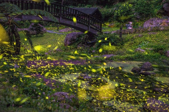 嘉義賞螢季節 嘉義賞螢季節