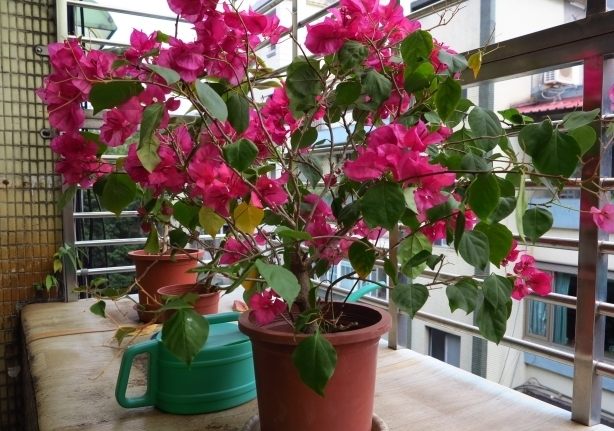 九重葛缺鐵症狀 九重葛缺鐵症狀