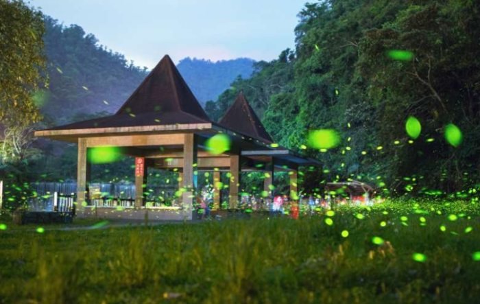 螢火蟲出沒時間