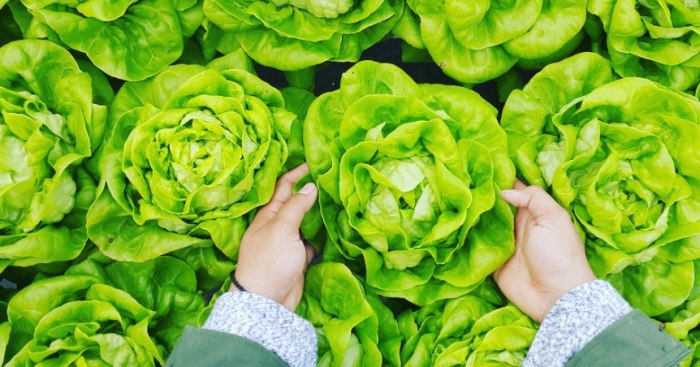 蔬菜硝酸鹽去除方法 蔬菜硝酸鹽去除方法