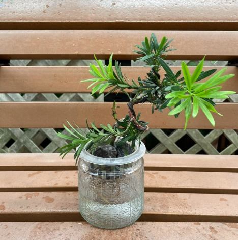 雀舌松盆景技巧 雀舌松盆景技巧