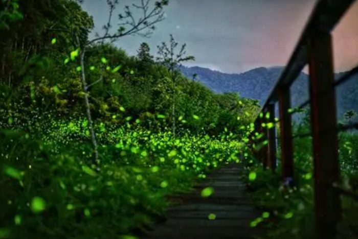 阿里山螢火蟲季節 阿里山螢火蟲季節