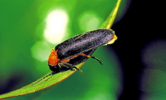 桃園螢火蟲 桃園螢火蟲