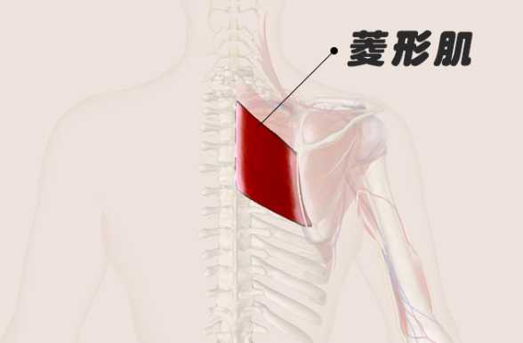 菱形肌訓練 菱形肌訓練