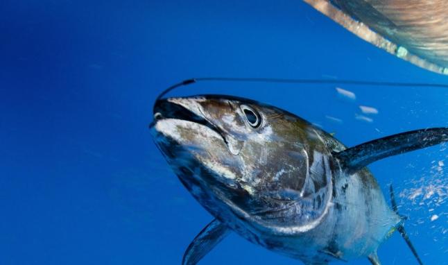 吞拿魚罐頭健康風險