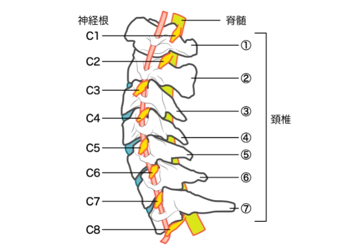 淋巴結腫大治療 淋巴結腫大治療
