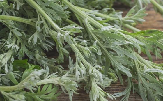 艾草用途 艾草用途