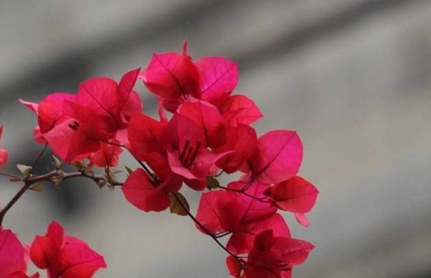 三角梅開花技巧 三角梅開花技巧