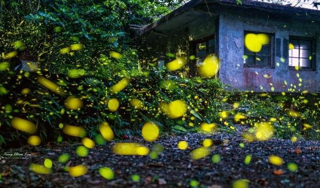 石碇賞螢 石碇賞螢