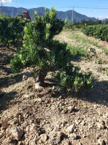 雀舌松盆景技巧 雀舌松盆景技巧