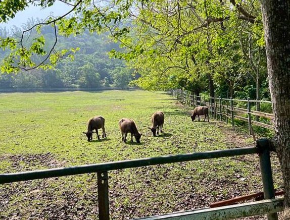 走馬瀨蘭花會館評論 走馬瀨蘭花會館評論