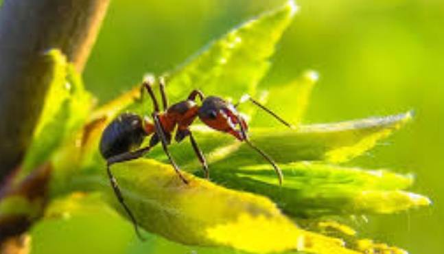 黑螞蟻防治 黑螞蟻防治