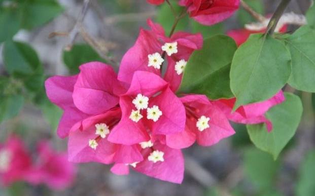 九重葛照顧技巧 九重葛照顧技巧