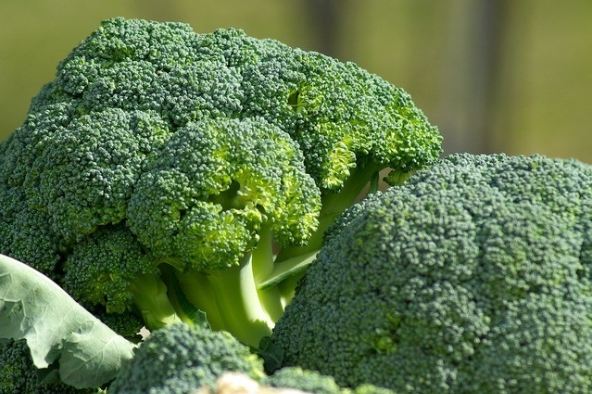 青花椰菜好處 青花椰菜好處