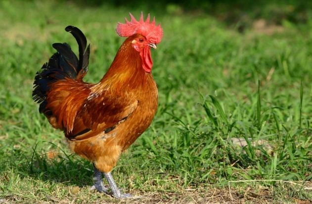 土雞養殖 土雞養殖