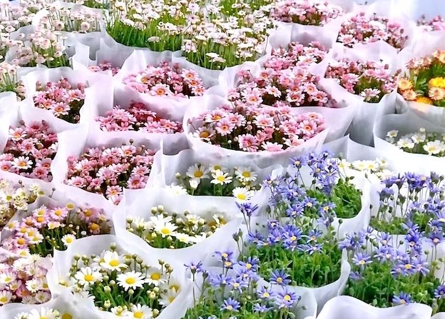 斗南花市購買技巧 斗南花市購買技巧