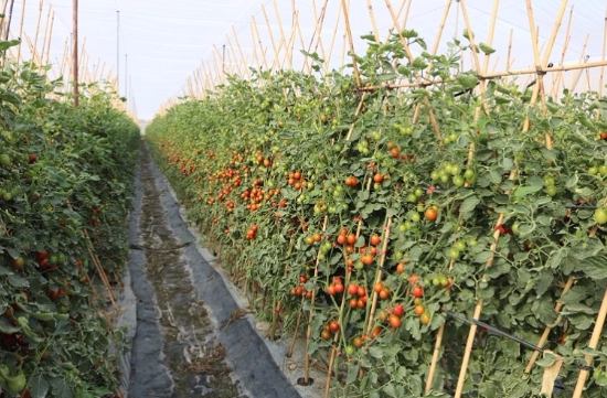 蕃茄栽培季節