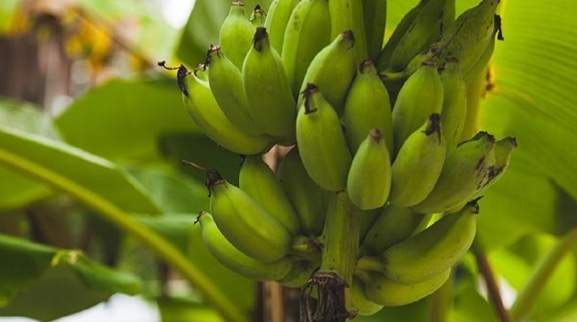 香蕉健康吃法 香蕉健康吃法