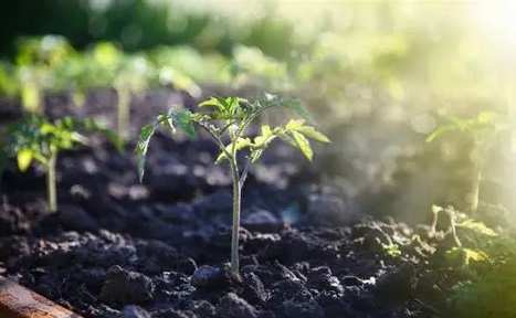 番茄種植技巧 番茄種植技巧