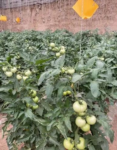 番茄種植技巧 番茄種植技巧